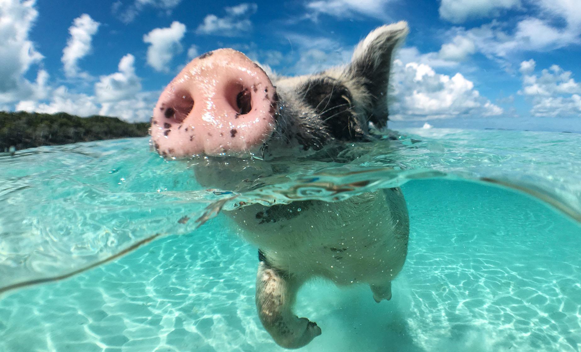 CANASWIMPIG-2_5172f00e-01af-45ef-8b44-ec574a3acb5b
