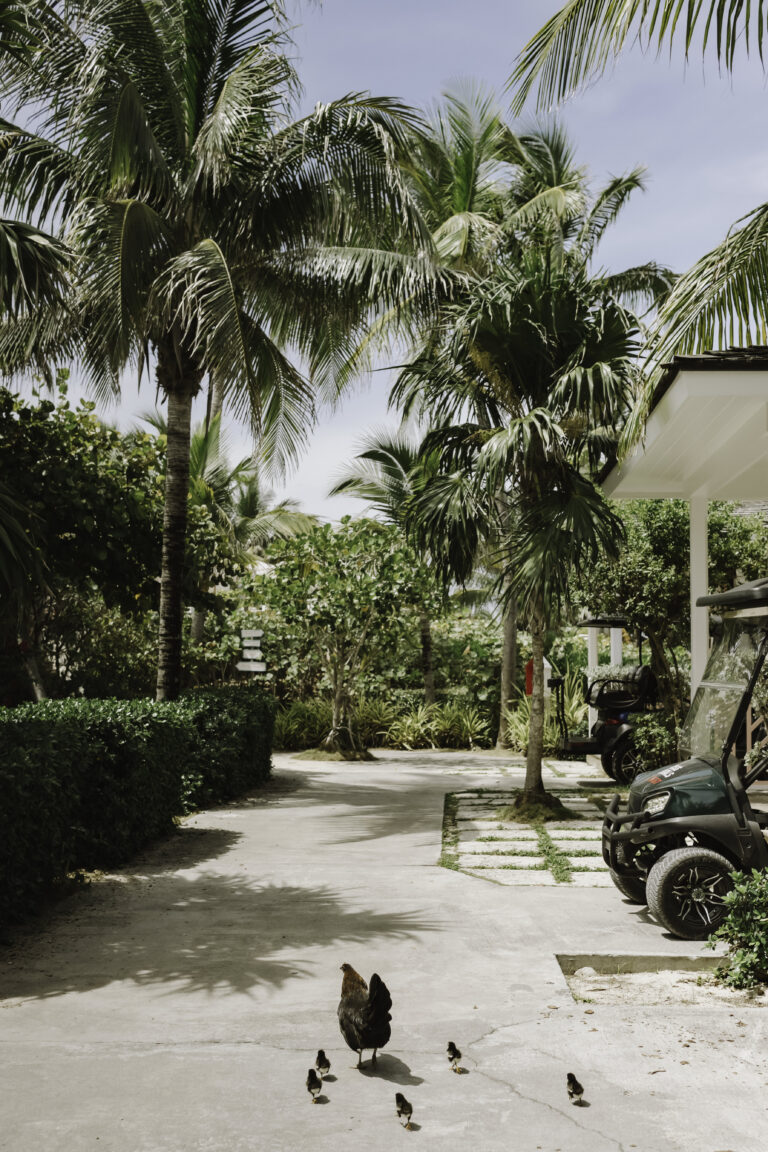 Sandy island lane with palm trees, chickens and a golf cart on Harbour Island